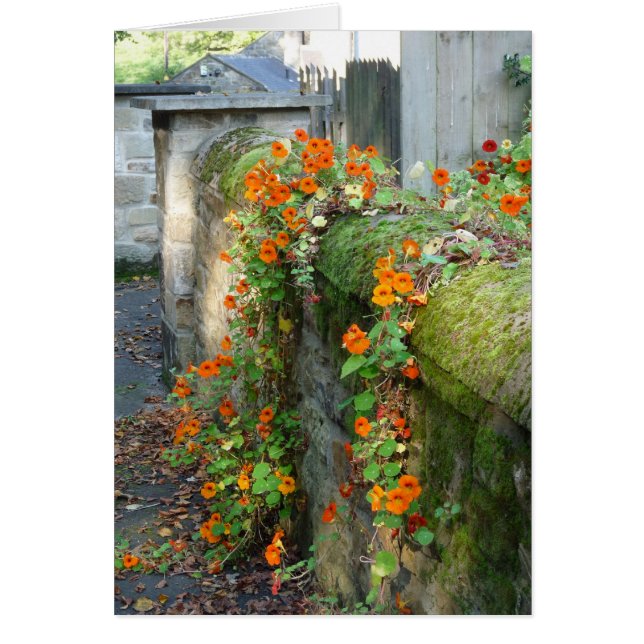 Nasturtiums on a Wall, England Hälsningskort (Framsidan)