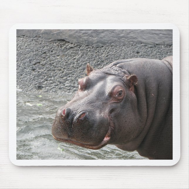 Näsvis flodhäst! musmatta (Framsidan)