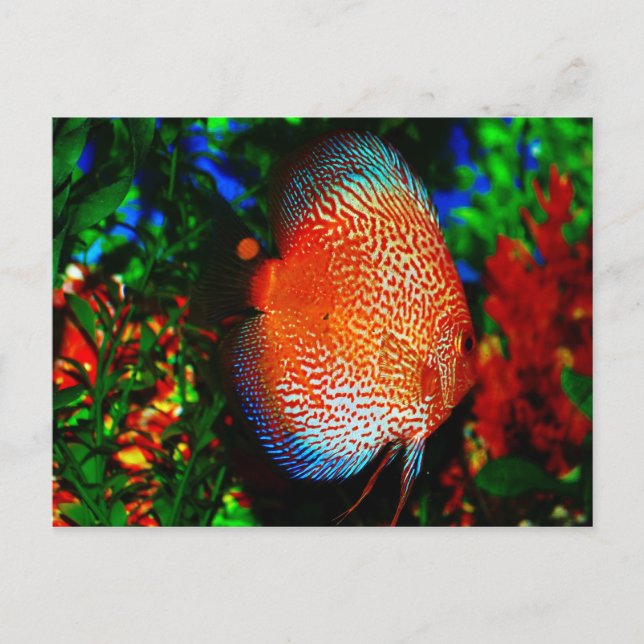 Nåt Fishy Vykort (Framsida)