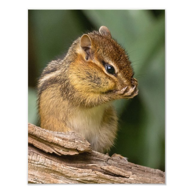 Nåt Smells Chipmunk Fototryck (Framsidan)