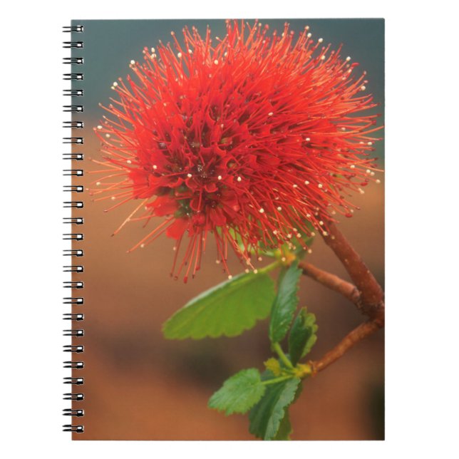 Natal Bottlebrush (Greyia Sutherlandii) Blomma Anteckningsbok Med Spiral (Framsidan)