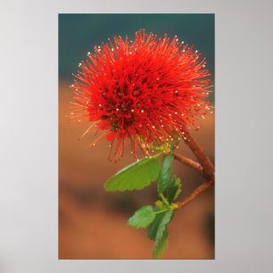 Natal Bottlebrush (Greyia Sutherlandii) Flower Poster
