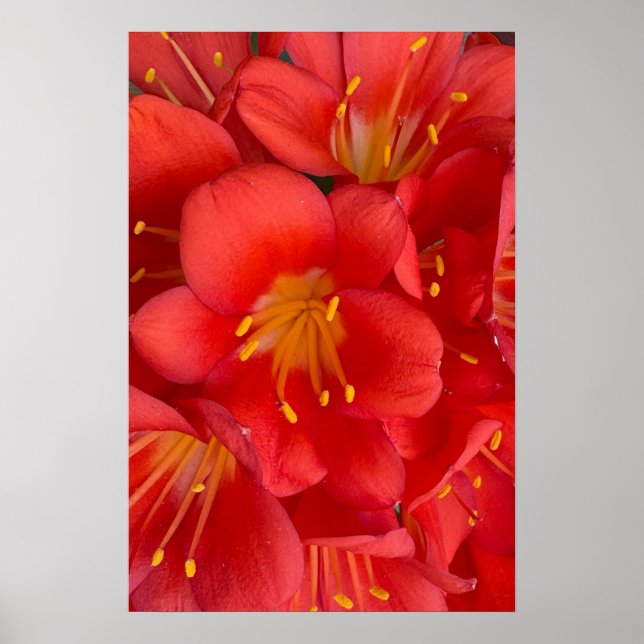 Natal Lily Flower Poster (Framsidan)