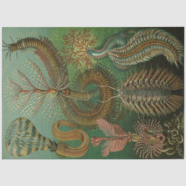 Natature Chaetpoda Ernst Haeckel Decoupage