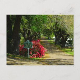 Natchez City Cemetery Vykort