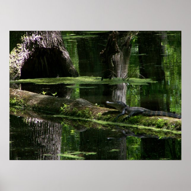 Natchez Trace Gator (1) Poster (Framsidan)