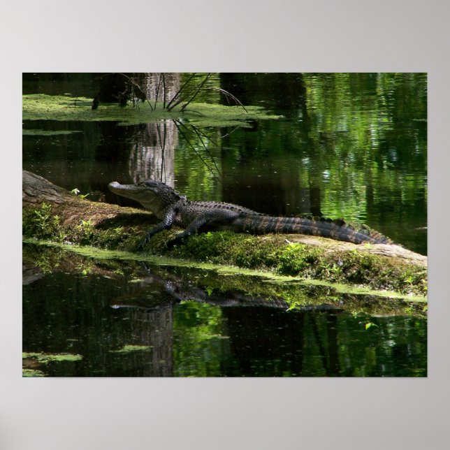 Natchez Trace Gator (3) Poster (Framsidan)