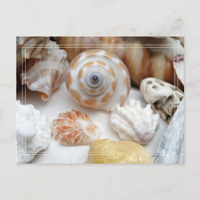 Natica Jewel Box Kitten's Tass Seashells Postcard Vykort (Framsida)