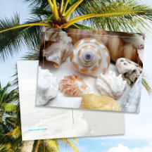 Natica Jewel Box Kitten's Tass Seashells Postcard