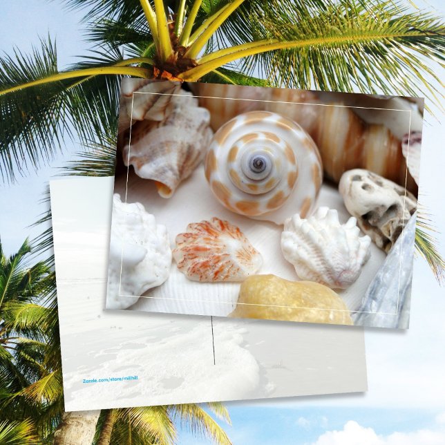 Natica Jewel Box Kitten's Tass Seashells Postcard Vykort (Skapare uppladdad)