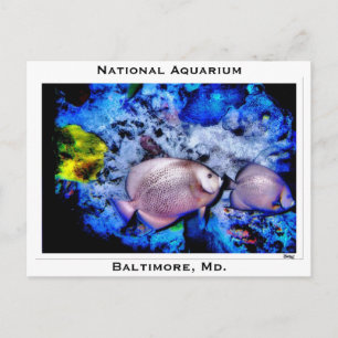 National Aquarium, Baltimore, Md Vykort