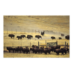 National Bison Range Roundup i Montana Fototryck