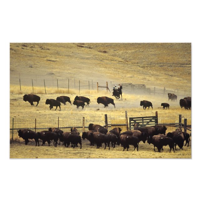 National Bison Range Roundup i Montana Fototryck (Framsidan)