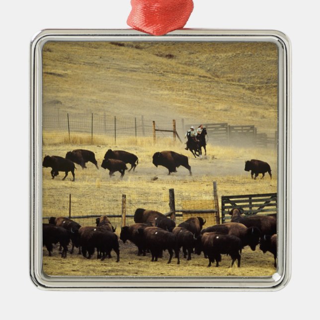 National Bison Range Roundup i Montana Julgransprydnad Metall (Framsidan)