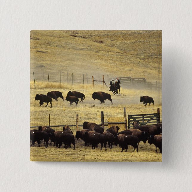 National Bison Range Roundup i Montana Knapp (Framsida)