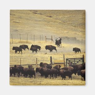 National Bison Range Roundup i Montana Magnet