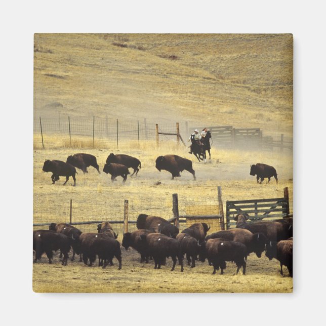 National Bison Range Roundup i Montana Magnet (Framsidan)