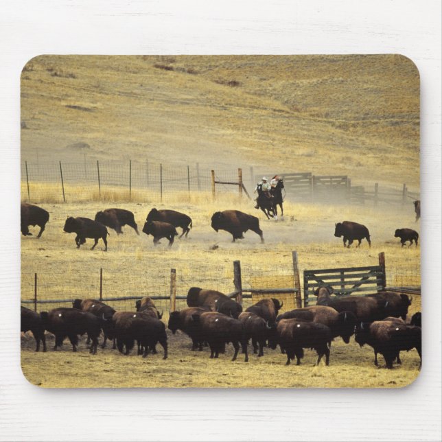 National Bison Range Roundup i Montana Musmatta (Framsidan)