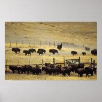 National Bison Range Roundup i Montana