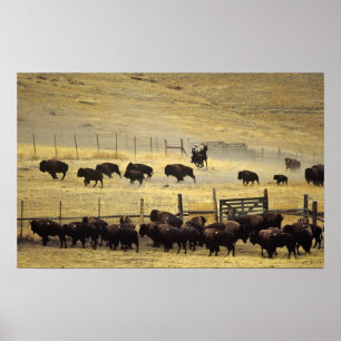 National Bison Range Roundup i Montana Poster