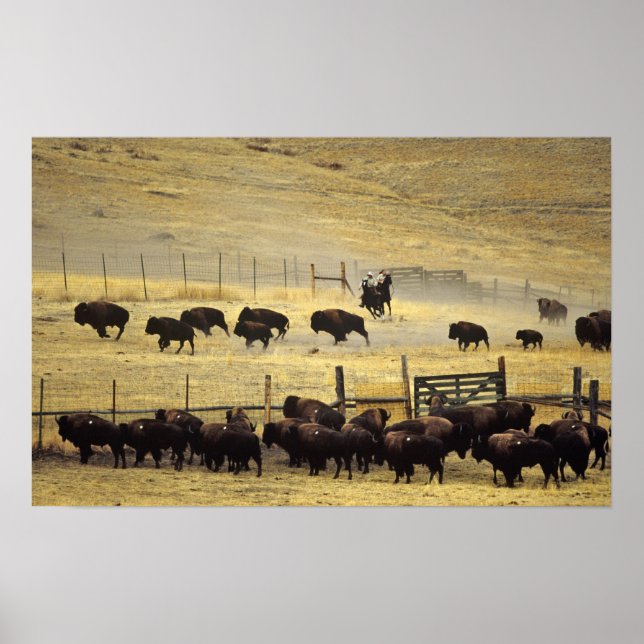 National Bison Range Roundup i Montana Poster (Framsidan)