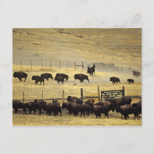 National Bison Range Roundup i Montana Vykort