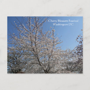 National Cherry Blommar Festival Washington DC 001 Vykort