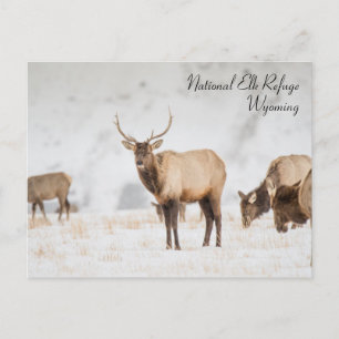 National Elk Refuge Wyoming Postcard Vykort