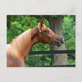 National Show Horse Vykort