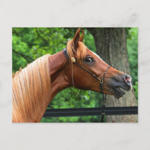 National Show Horse Vykort