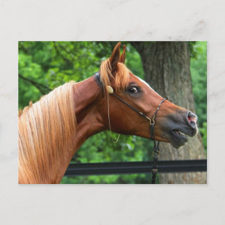 National Show Horse Vykort