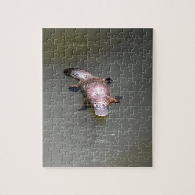 NATIONALPARK AUSTRALIEN FÖR NÄBBDJUR EUNGELLA PUSSEL (Vertikal)