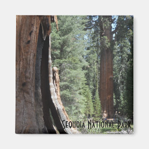 Nationalpark för General Sherman Träd Sequoia Magnet