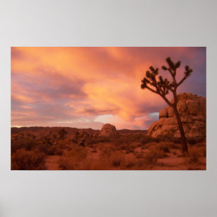 Nationalpark för Joshua träd - soluppgång Poster
