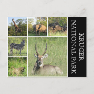 nationalpark i kruger vykort
