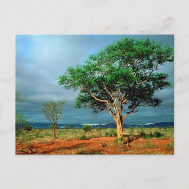 Nationalparken African Landcape Kruger Vykort (Framsida)