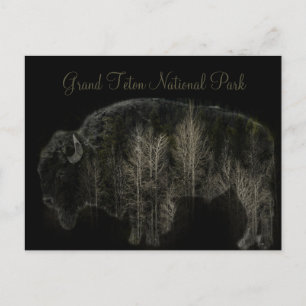 Nationalparken Bison and Forest Grand Teton Vykort