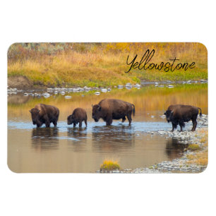 Nationalparken Bison River Crossing Yellowstone Magnet