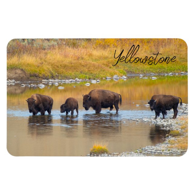 Nationalparken Bison River Crossing Yellowstone Magnet (Horisontell)