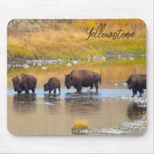 Nationalparken Bison River Crossing Yellowstone Musmatta