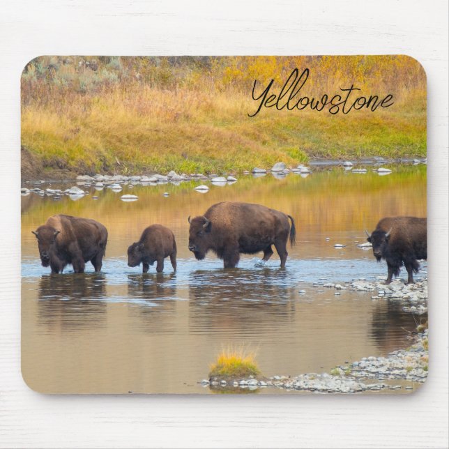 Nationalparken Bison River Crossing Yellowstone Musmatta (Framsidan)