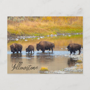 Nationalparken Bison River Crossing Yellowstone Vykort
