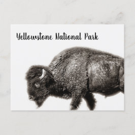 Nationalparken Bison Yellowstone Vykort