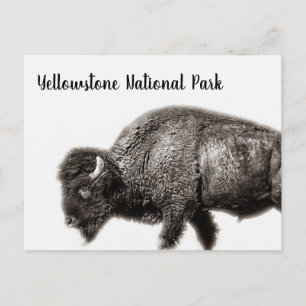 Nationalparken Bison Yellowstone Vykort