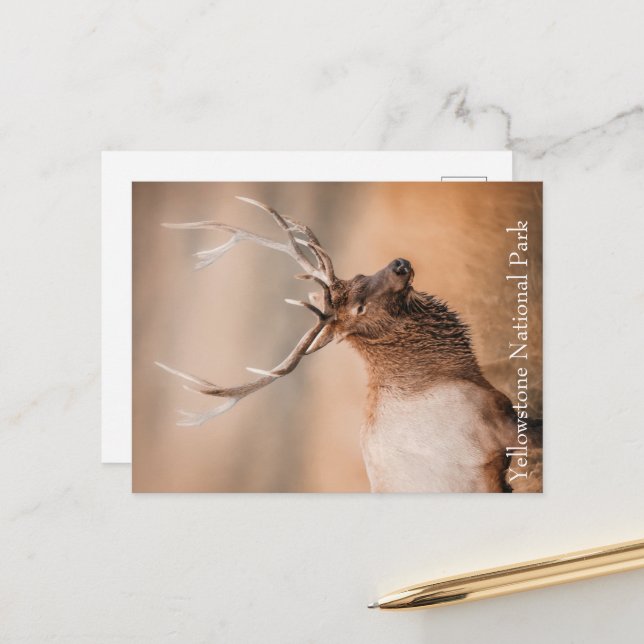 Nationalparken Bull Elk Yellowstone Vykort (Fram/Back In Situ)