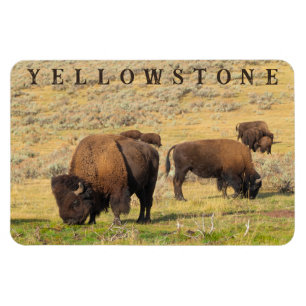 Nationalparken Lamar Valley Bison Yellowstone Magnet