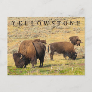 Nationalparken Lamar Valley Bison Yellowstone Vykort