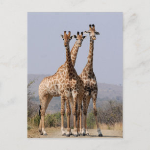 Nationalparken South African Giraffe Vykort