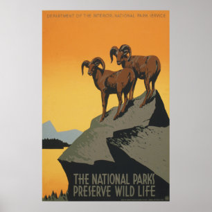 Nationalparksyltvilda djur poster