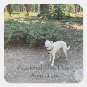 Nationell Hund Dag 26 augusti Fyrkantigt Klistermärke